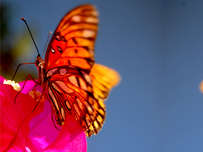Las mariposas monarca regresan al Área de la Bahía.